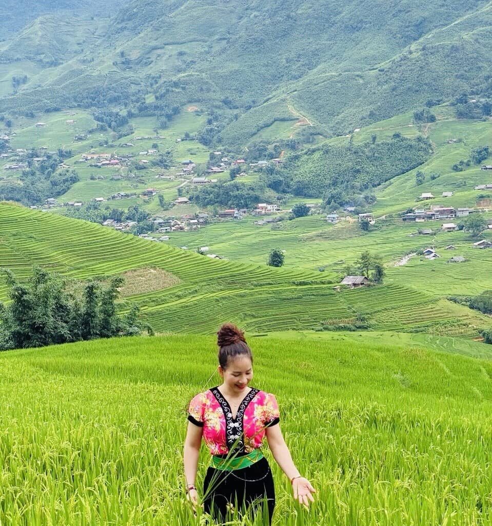 ripe terraced rice fields 5