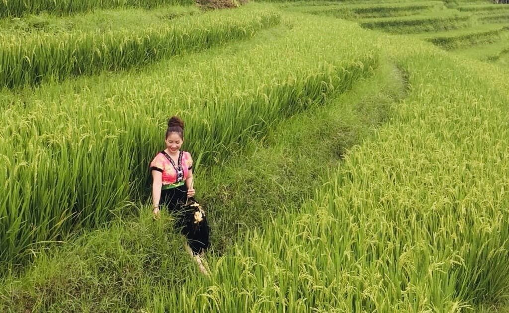 ripe terraced rice fields 4